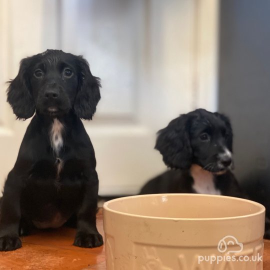 Cocker Spaniel (Working & Show) - Both