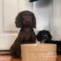 Cocker Spaniel (Working & Show) - Both