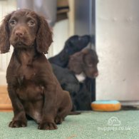 Cocker Spaniel (Working & Show) - Both