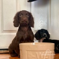 Cocker Spaniel (Working & Show) - Both