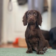 Cocker Spaniel (Working & Show) - Both