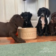 Cocker Spaniel (Working & Show) - Both