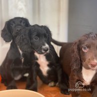 Cocker Spaniel (Working & Show) - Both