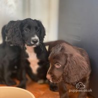 Cocker Spaniel (Working & Show) - Both