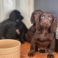 Cocker Spaniel (Working & Show) - Both