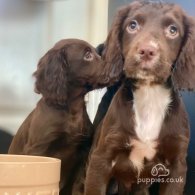 Cocker Spaniel (Working & Show) - Both