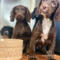 Cocker Spaniel (Working & Show) - Both