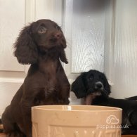 Cocker Spaniel (Working & Show) - Both