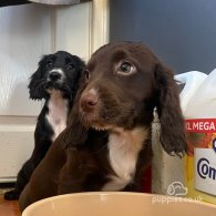 Cocker Spaniel (Working & Show) - Both