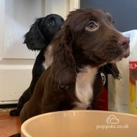 Cocker Spaniel (Working & Show) - Both