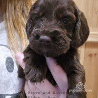 Cocker Spaniel (Working & Show) - Both