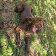 Cocker Spaniel (Working & Show) - Both