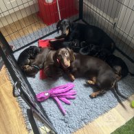 Dachshund (Standard & Miniature) - Both