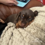 Dachshund (Standard & Miniature) - Both