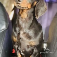 Dachshund (Standard & Miniature) - Both