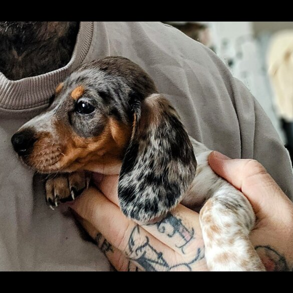 Dachshund (Standard &amp; Miniature) - Bitches