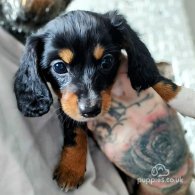 Dachshund (Standard & Miniature) - Bitches