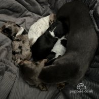 Dachshund (Standard & Miniature) - Bitches