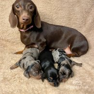 Dachshund (Standard & Miniature) - Both