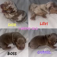 Dachshund (Standard & Miniature) - Both