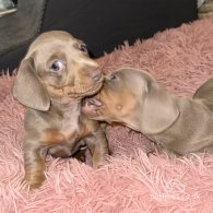 Dachshund (Standard & Miniature) - Both