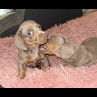 Dachshund (Standard &amp; Miniature) - Both