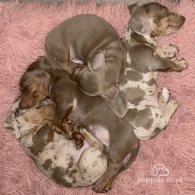 Dachshund (Standard & Miniature) - Both