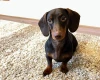 Dachshund (Smooth Haired)