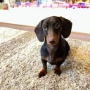 Dachshund (Smooth Haired)