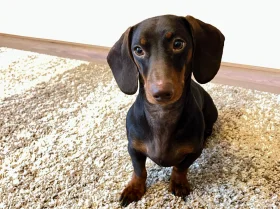 Dachshund (Smooth Haired)