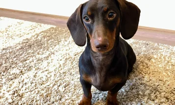 Dachshund (Smooth Haired)