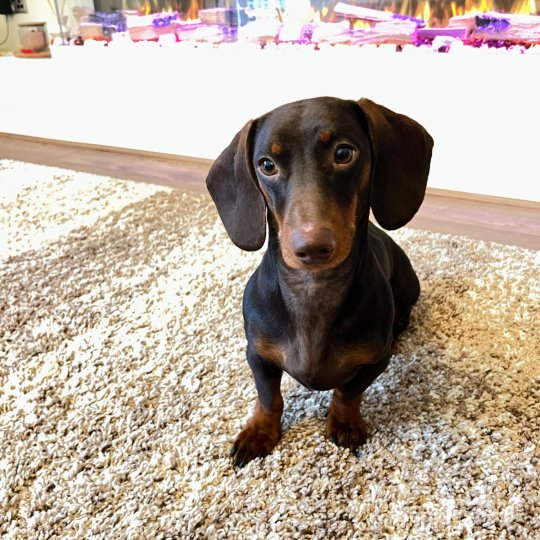 Dachshund (Standard & Miniature)