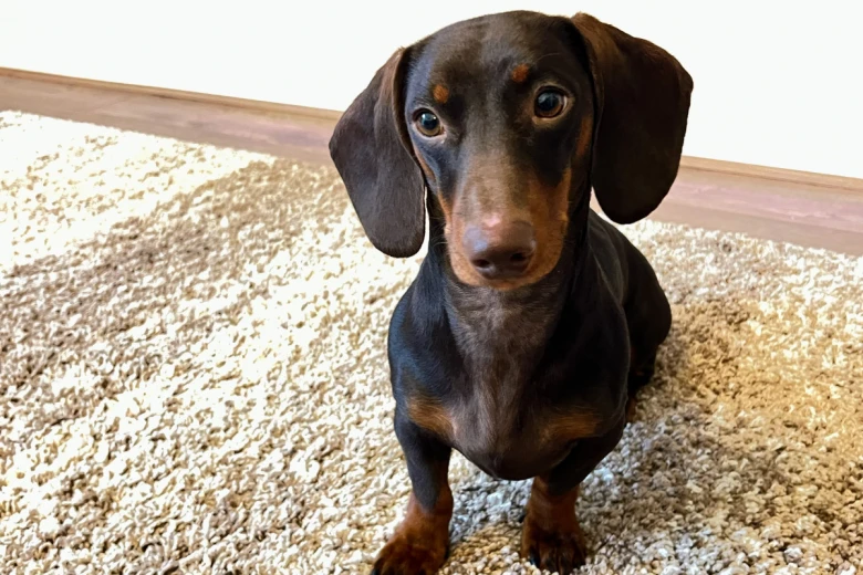 Dachshund (Smooth Haired)