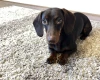 Dachshund (Smooth Haired)