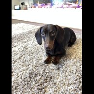 Dachshund (Standard &amp; Miniature)