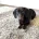 Dachshund (Smooth Haired)