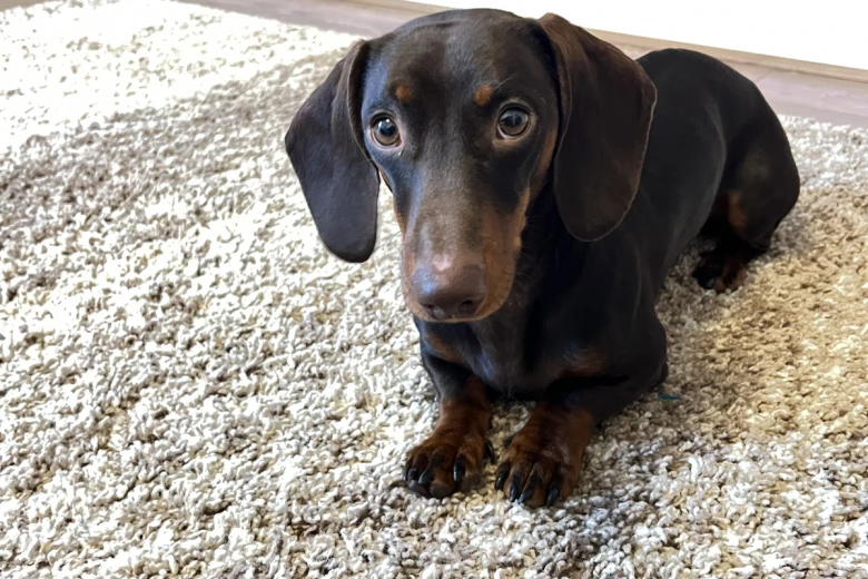 Dachshund (Smooth Haired)