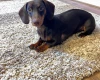 Dachshund (Smooth Haired)