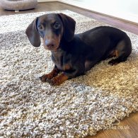 Dachshund (Standard & Miniature)