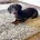 Dachshund (Smooth Haired)