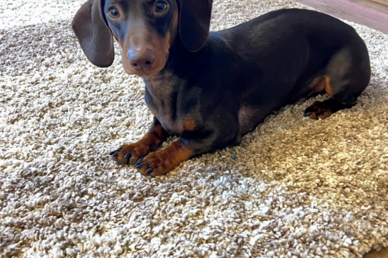 Dachshund (Smooth Haired)
