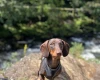 Dachshund (Smooth Haired)