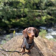 Dachshund (Standard & Miniature)