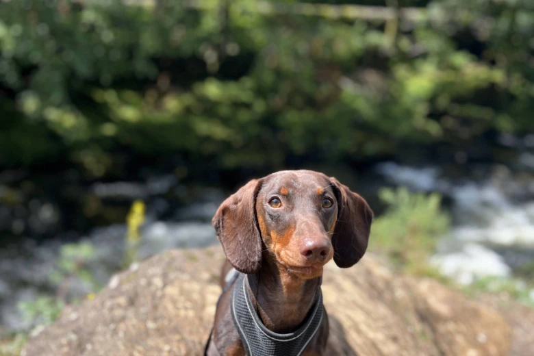 Dachshund (Smooth Haired)