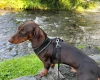 Dachshund (Smooth Haired)