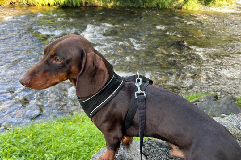 Dachshund (Smooth Haired)