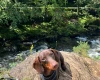 Dachshund (Smooth Haired)