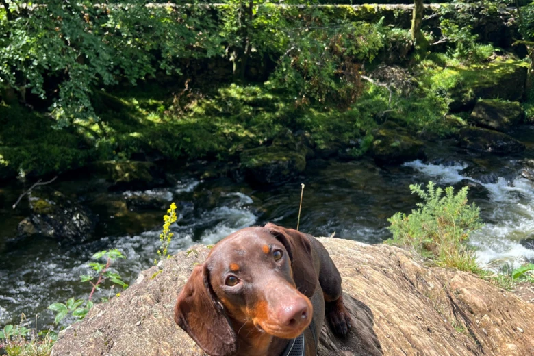 Dachshund (Smooth Haired)