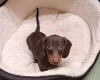 Dachshund (Smooth Haired)