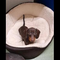 Dachshund (Standard &amp; Miniature)